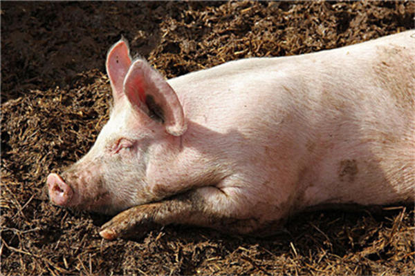 国内生猪市场报价：猪价压价难见成效，市场继续看涨！