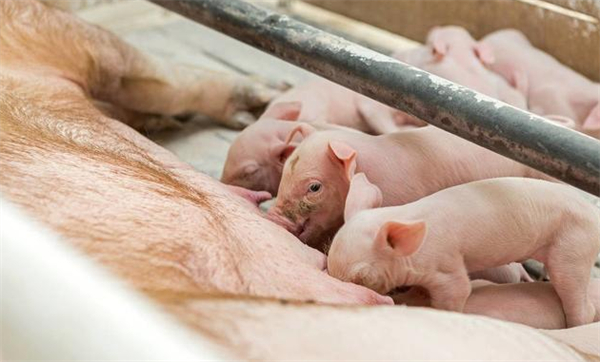 哺乳期母猪应该多补充营养，但为什么不宜喂饱？