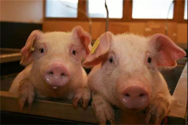 防止生猪生产大起大落，灵石县3家生猪养殖企业被认定为“国家级生猪产能调控基地”
