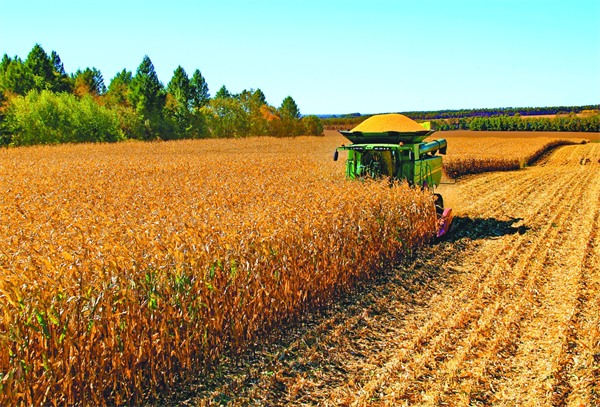 美国发布重磅报告！玉米、小麦、大豆再次震荡，国际粮食市场还需密切关注