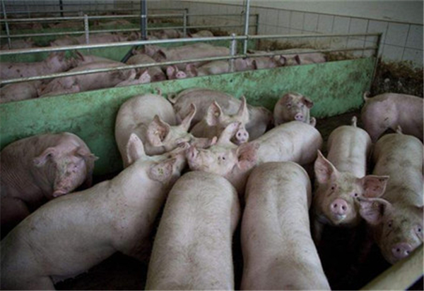 6月份第5周畜产品和饲料集贸市场价格情况