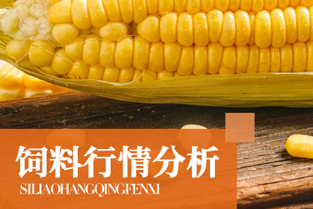 玉米产量受影响，多家饲企宣布涨价，最高涨500元/吨！