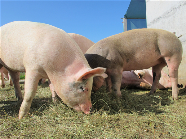 正常的猪粪是怎么样的？如何从猪粪辨别猪生病？