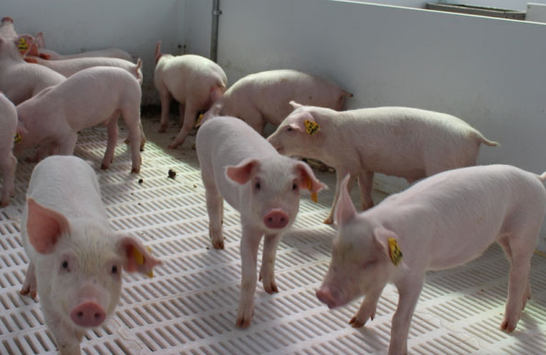 环境对猪有什么影响？如何通过控制空气优化猪舍环境？