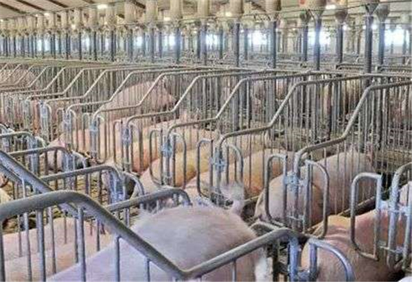 猪价顺利冲破24元/公斤大关 养殖端出栏呈现一定分化表现