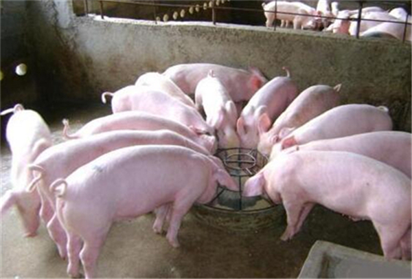 8月牧原卖猪488.7万头，温氏卖猪新希望卖猪94.28万头，收入21.93亿