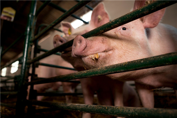 2022年08月19日-生猪价格、饲料原料价格