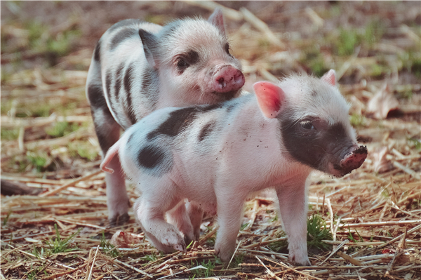 经验分享：养猪户如何从直观表现判断猪是否高热？