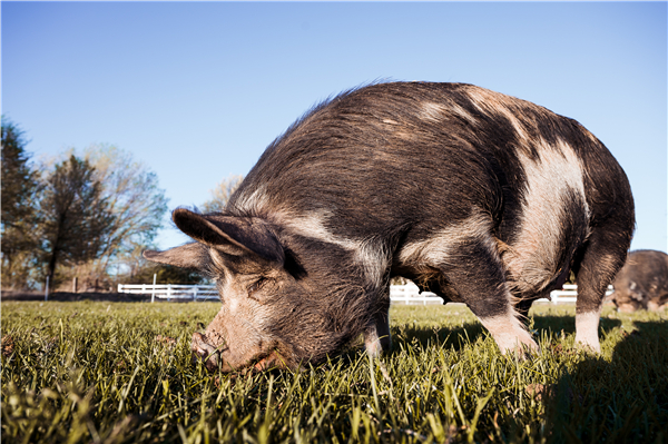 神农集团养猪蓝图浮现，未来10年拟年出栏生猪1000万头