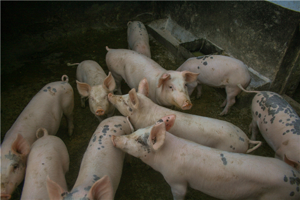 养猪人最怕的莫过于猪“猝死”，生猪猝死症病因浅析及对策