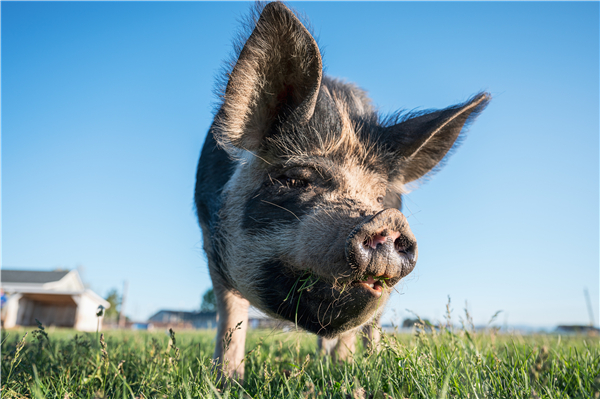 发病率较高，养猪过程中猪肠道菌性乳房炎如何防治？