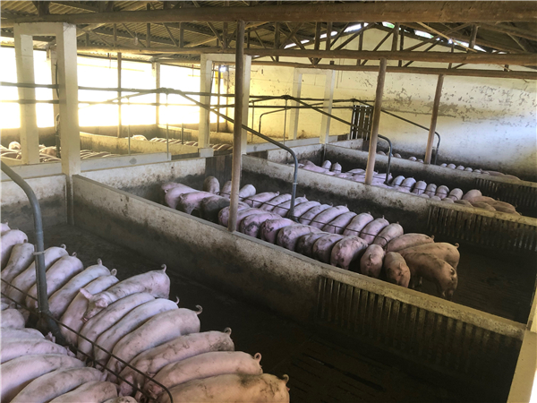11月29日：全国农产品批发市场猪肉平均价格为32.44元/公斤