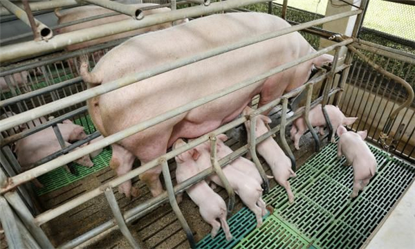秋末冬初温差大，猪场一定要重视警惕猪流感这种传染病的危害！