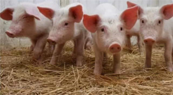 高饲料成本与非洲猪瘟抑制欧盟猪肉产量增长