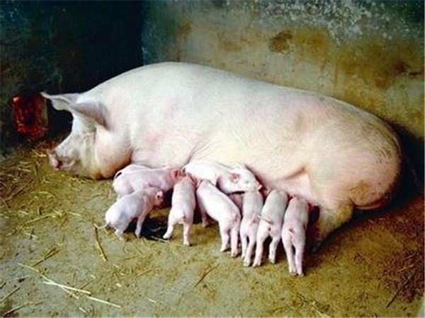 2023年01月04日-生猪价格、饲料原料价格【安佑集团-特约猪价