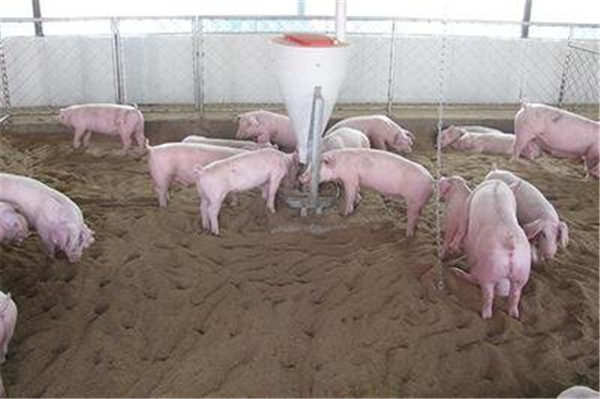 京基智农生猪销量突破百万头，提前完成全年目标！第三季度净利润增长超2倍