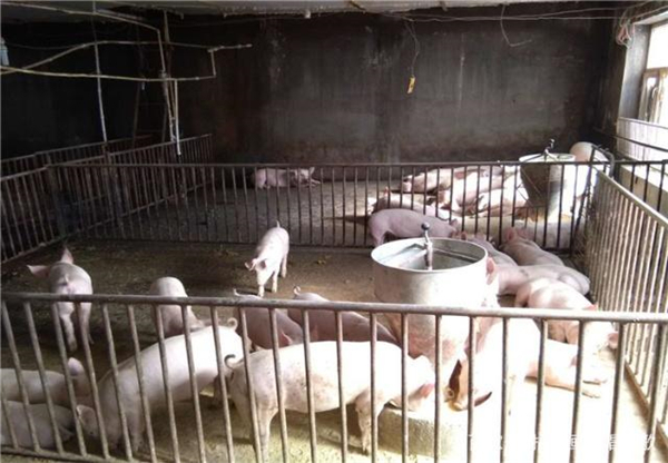 山西省11月1日起投放政府储备猪肉