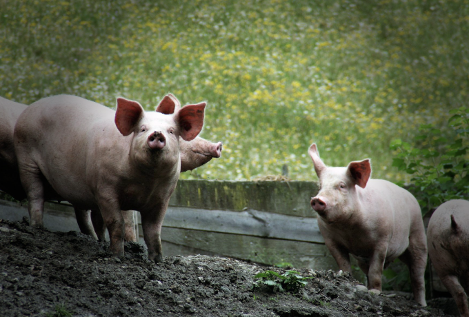 7月12日：全国农产品批发市场猪肉平均价格为30.39元/公斤