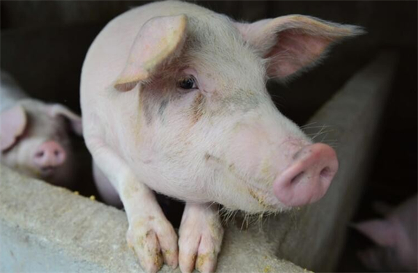 水泥地养猪能引起腹泻、肢蹄病等病，你还在用水泥地养猪吗？