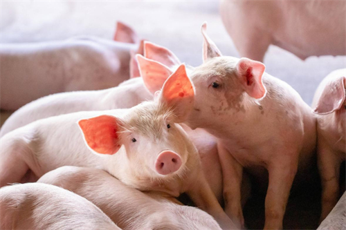猪周期下小养殖户生存法则，坚持熬过价格低谷