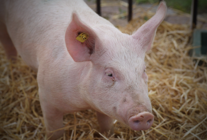 猪价半个月上涨43%，原因在于3个方面，猪价将会持续上涨!