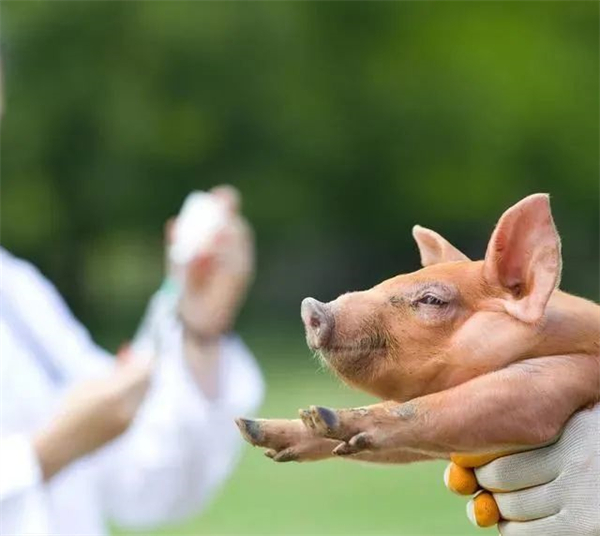 新流行猪伪狂犬病的发病过程和防控措施