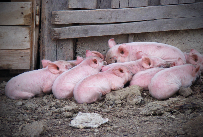 美国养猪产业生产力洞察：育肥猪饲料转化率维持在2.8-2.9之间