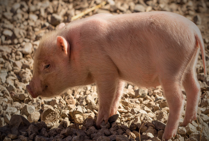 澳大利亚猪肉松中发现口蹄病毒和非洲猪瘟