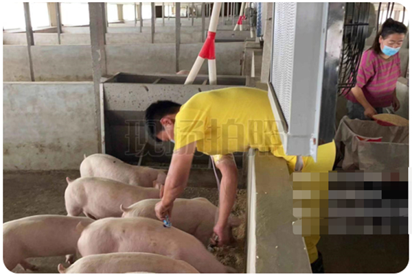 规模猪场 | 做好育肥服务，确保猪只顺利出栏