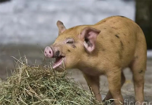 纤维在猪营养中的角色，纤维真的降低养猪的环境成本？