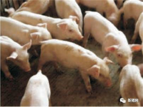 8月11日：全国农产品批发市场猪肉平均价格为29.54元/公斤