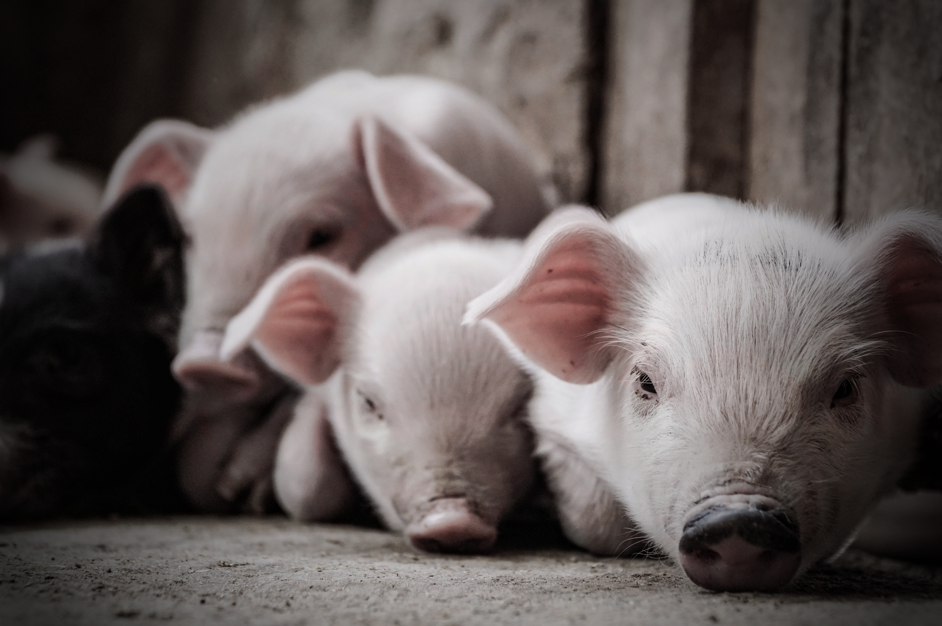 上半年猪肉进口量猛降65%，猪肉进口量为何急速下跌？