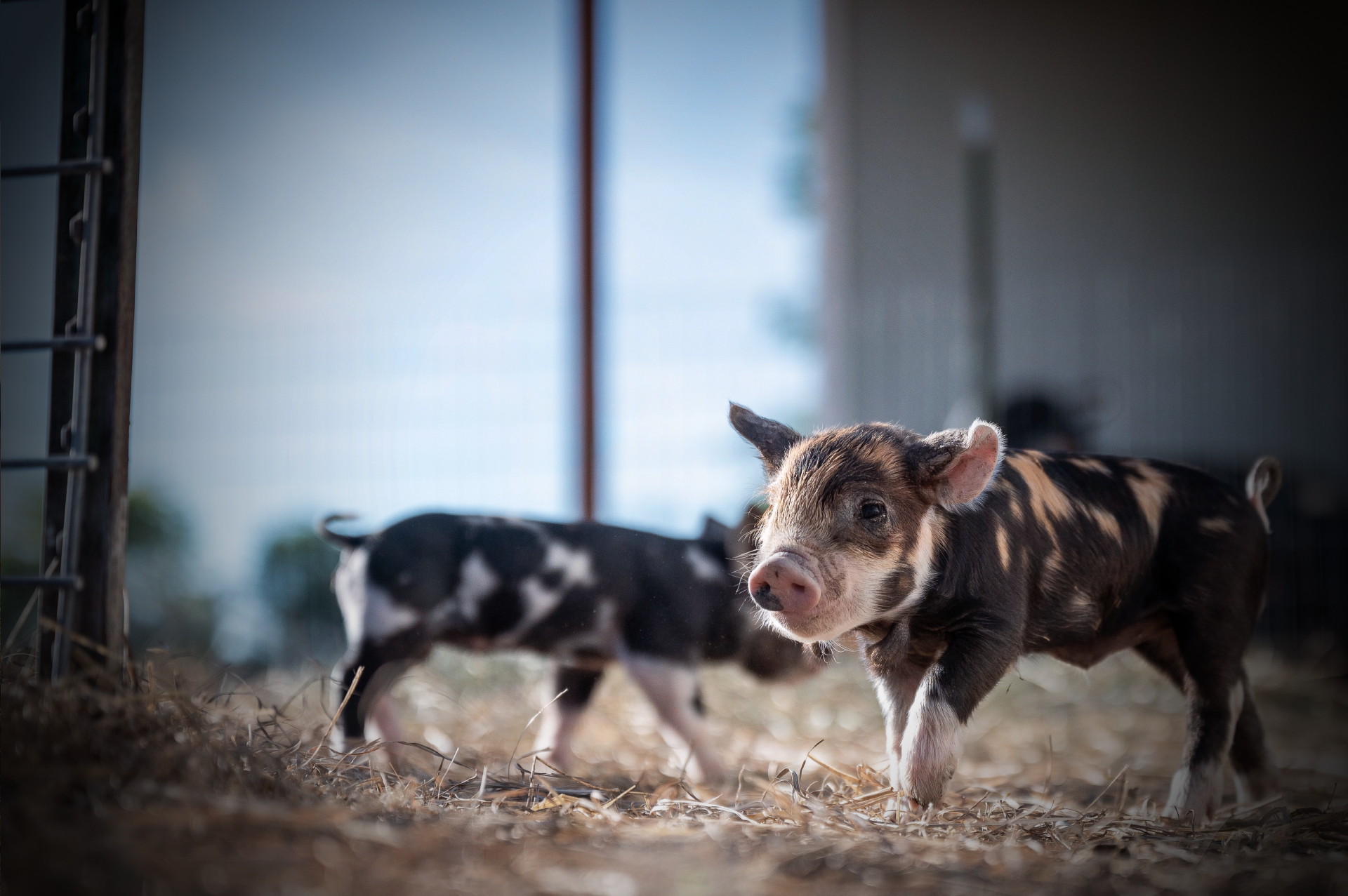 猪价反弹，养猪人两个月变现160万！市场正在发生变局！