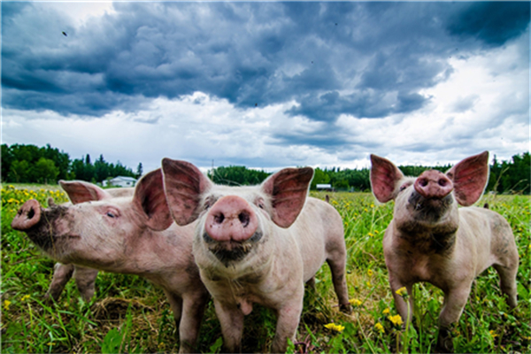 猪价涨跌幅收窄！预计9月将迎上涨潮！