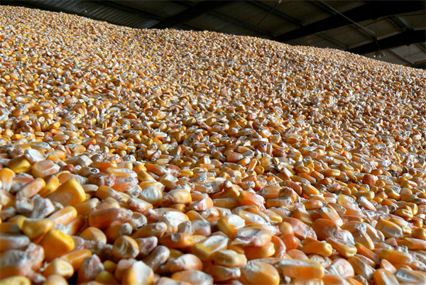 俄罗斯谷物出口关税上调，玉米出口关税为每吨3,802.8卢布/吨
