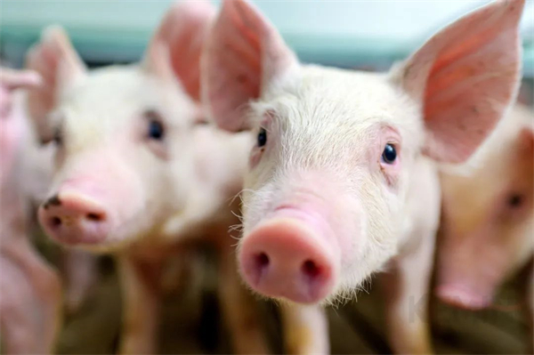 8月10日:全国农产品批发市场猪肉平均价格为29.16元/公斤