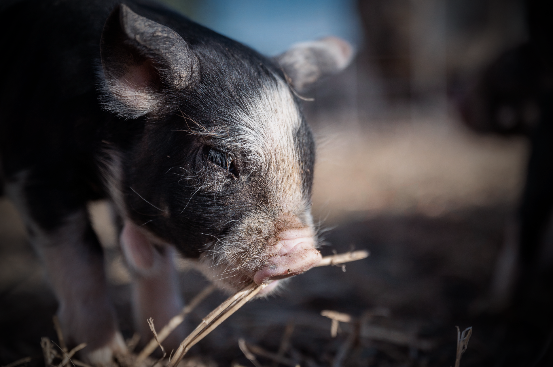 7月全国饲料产量2458万吨 ，猪饲料产量983万吨