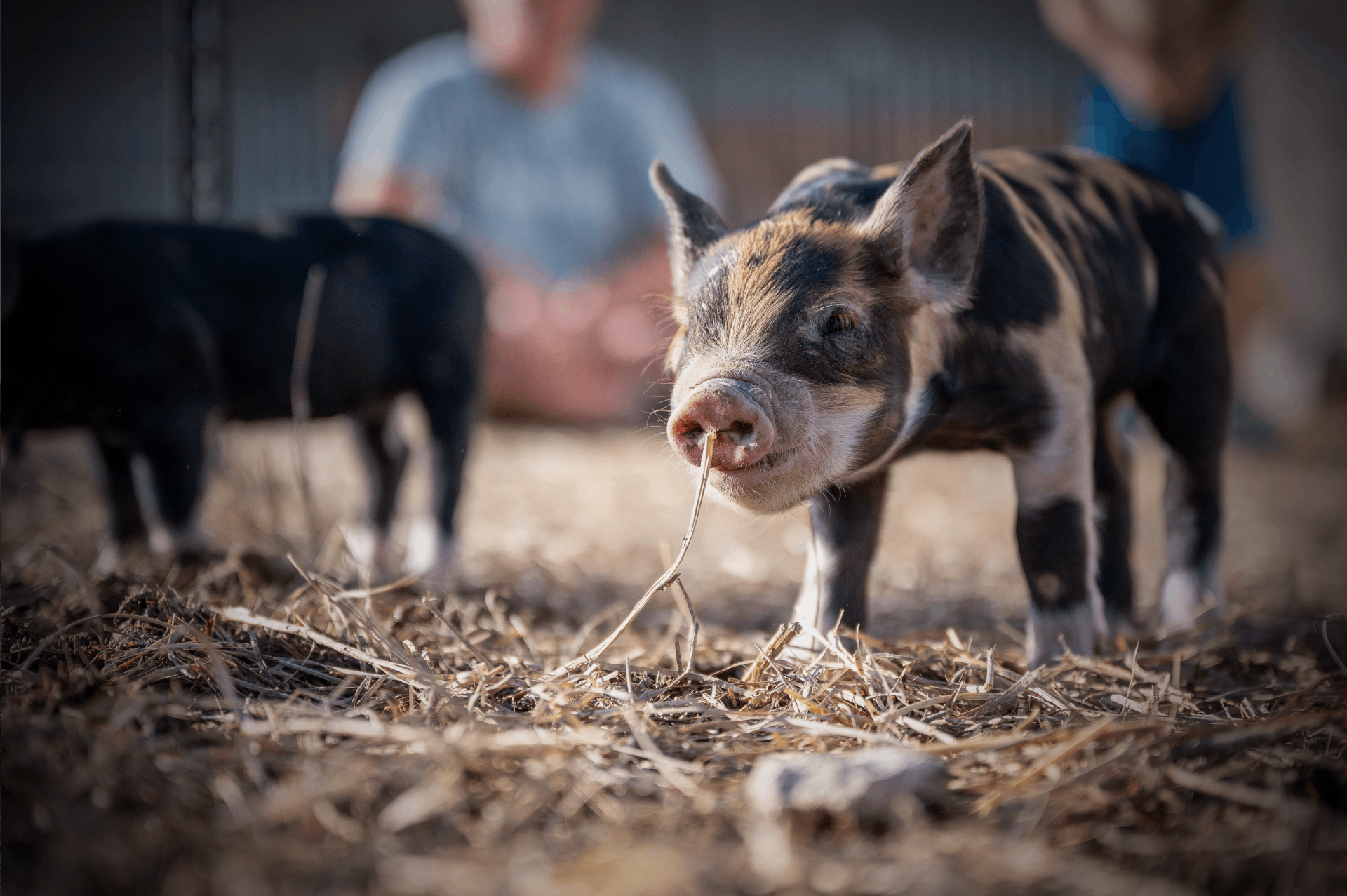 猪市回暖，猪企收入大增，生猪养殖户们能重新回到“躺赢”的状态吗?