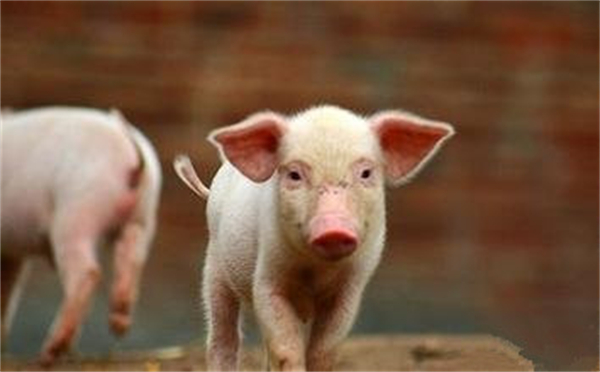 猪价涨势不高！环保风波再起，官方给出五个建议！