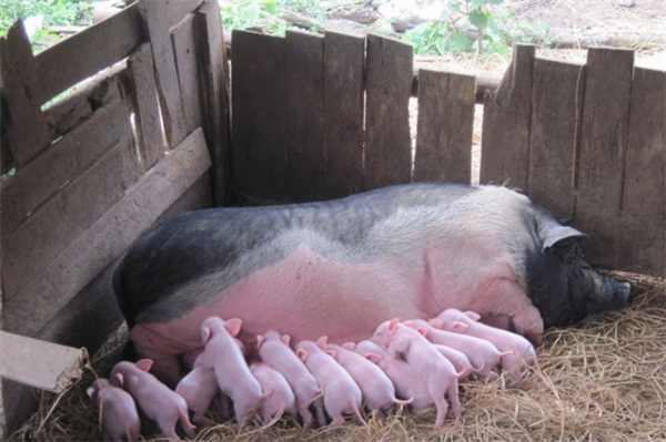 如何简单判断母猪是否产完？这三点很重要