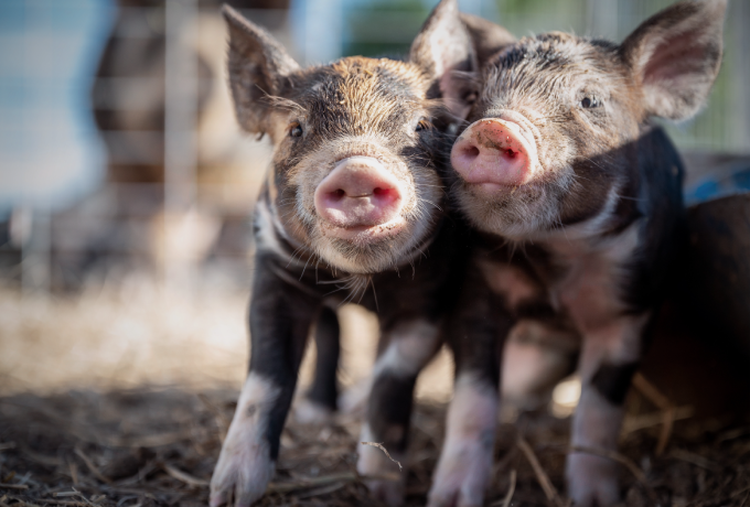 养猪的过程中，都有哪些疾病会导致猪发紫？
