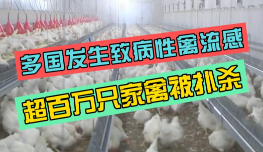 超126万只家禽被扑杀！多国发生高致病性禽流感疫情！