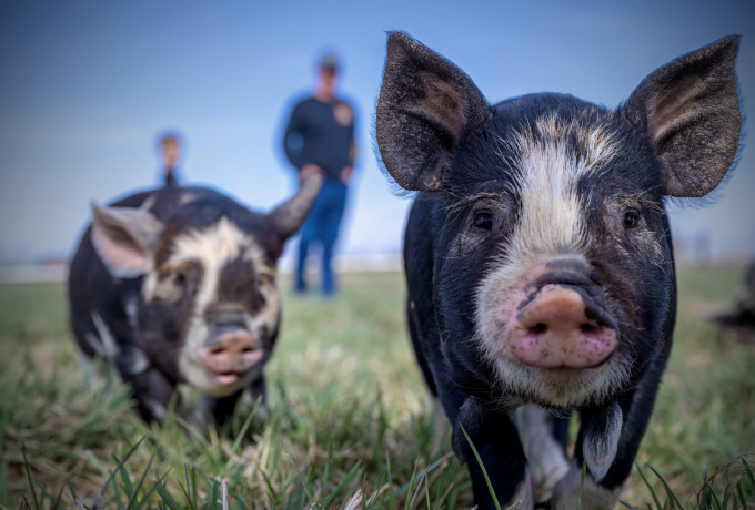 欧盟成员国间活猪贸易现状：荷兰和丹麦是主要的活猪出口国，每年向其他成员国出口超过2300万头