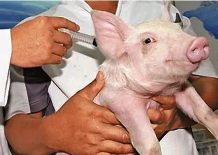 加强畜禽安全！农业农村部：积极开展非洲猪瘟疫苗研制活动！