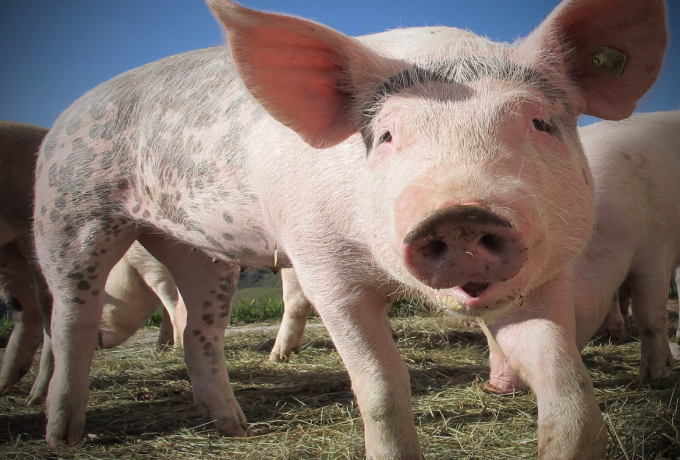 定了！国家自9月份开始投放政府猪肉储备