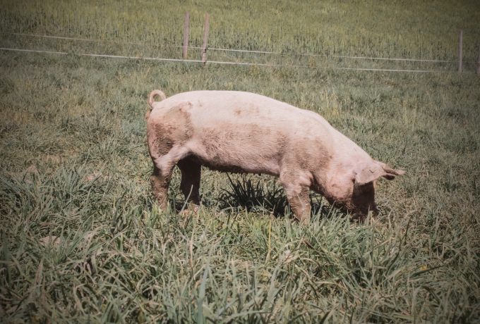 农业农村部：依法依规整改限制养猪业发展和压减生猪产能的情况，为养殖业保驾护航！