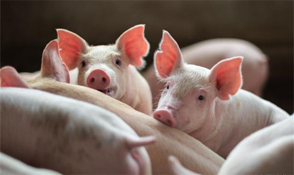 8月29日：全国农产品批发市场猪肉平均价格为29.57元/公斤