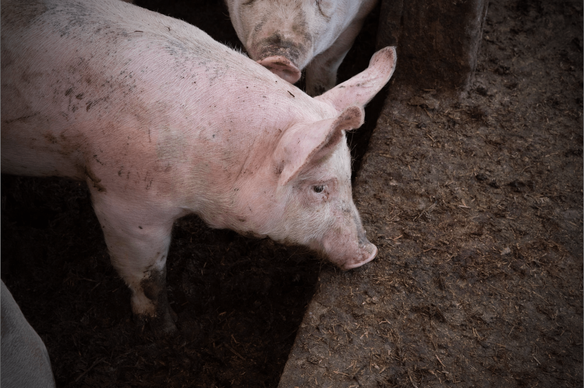 猪流行性腹泻的危害和流行现状