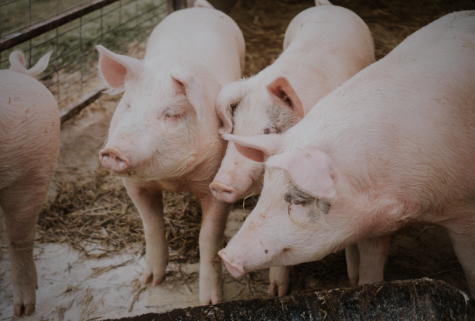 普爱猪贝®高光时刻，每包多长16斤，造肉成本降低16.7%......一个实证效果赢得三位猪场老板的信赖！