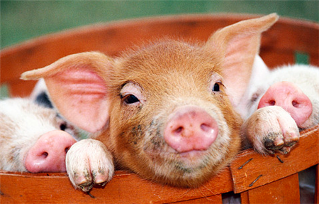 海南万宁10万头楼房生猪养殖基地预计在12月底投产